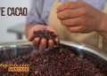 Vive Cacao de Teddy Ruiz Chocolate Artesanal desde Cobán que Conquista Corazones – SoyMigrante.com REVISTA Person in an apron holds cacao nibs over a metal bowl; 'VIVE CACAO' and 'SoyMigrante.com MERCADO' appear in the image.