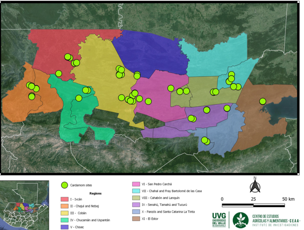 El departamento de Alta Verapaz es el que tiene la mayor cantidad de cultivos de cardamomo. Pero también los hay en Petén, Izabal, Quiché y Huehuetenango. (Mapa Universidad del Valle de Guatemala) – SoyMigrante.com REVISTA El departamento de Alta Verapaz es el que tiene la mayor cantidad de cultivos de cardamomo. Pero también los hay en Petén, Izabal, Quiché y Huehuetenango. (Mapa Universidad del Valle de Guatemala) – SoyMigrante.com REVISTA