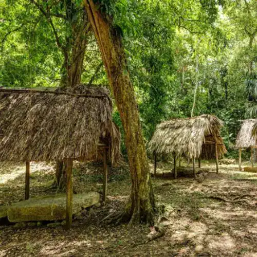 Viviendas tradicionales en medio de un bosque tropical con árboles altos y vegetación densa en un entorno rural sostenible. – SoyMigrante.com REVISTA