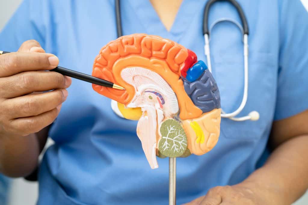 Modelo de cerebro y sistema nervioso humano, figura anatómica educativa para entender la anatomía cerebral y la salud mental, en un contexto médico y de bienestar. – SoyMigrante.com REVISTA