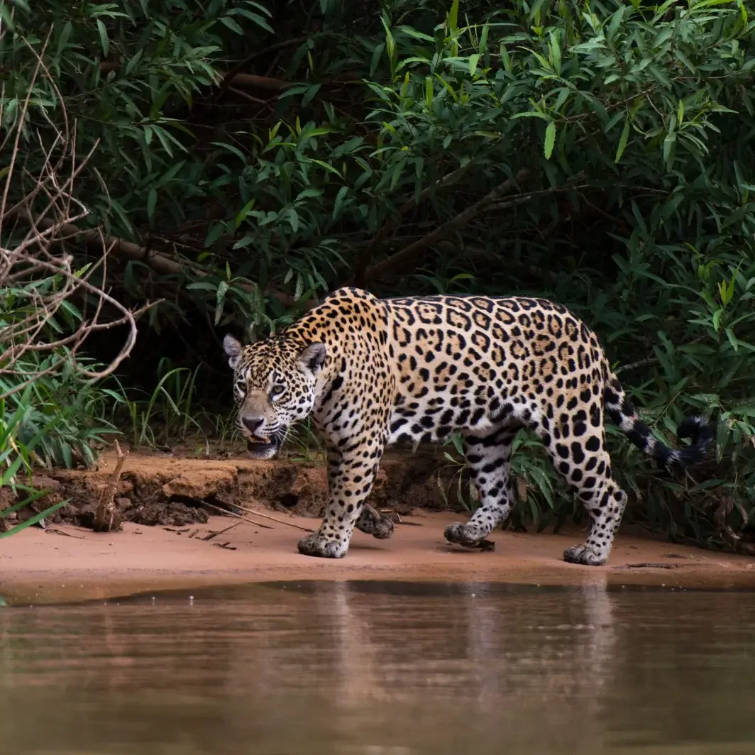 Simbolismo y realidad del jaguar en la cultura maya