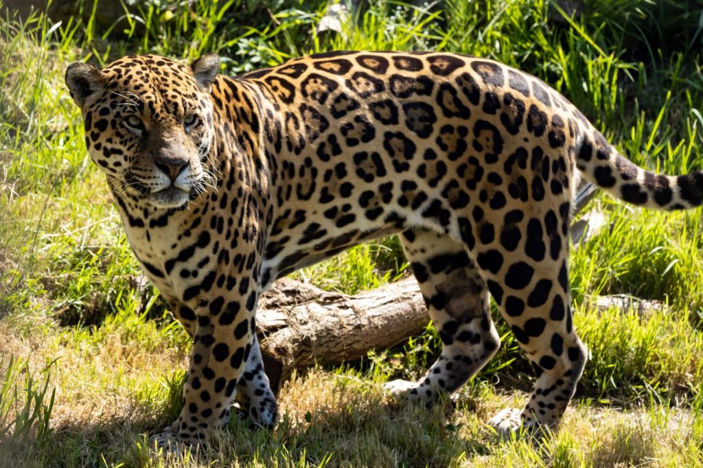 Simbolismo y realidad del jaguar en la cultura maya – SoyMigrante.com REVISTA