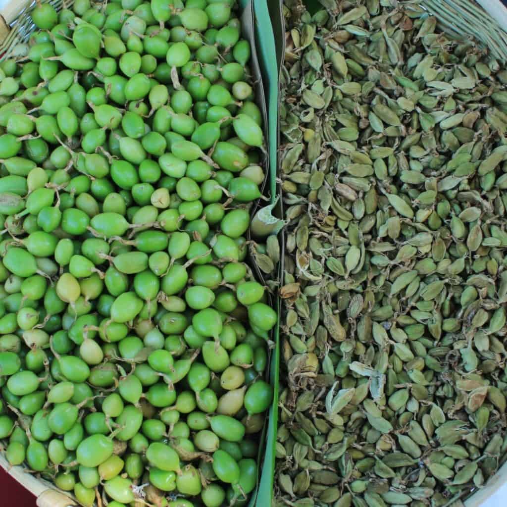 Verduras y especias tradicionales en América Latina, con enfoque en ingredientes utilizados en la gastronomía y la cultura del continente.