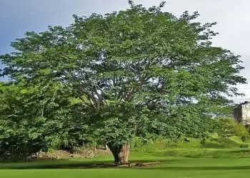Retrato de árboles: 8 árboles emblemáticos de Guatemala