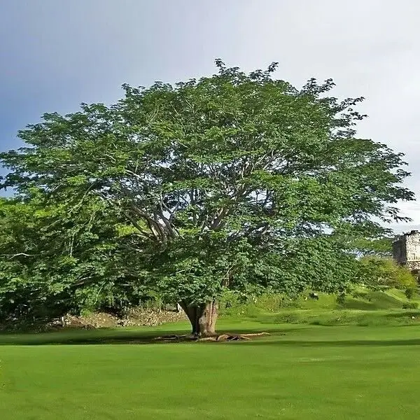 Mayo, mes del árbol: Retrato de 8 especies emblemáticas de Guatemala