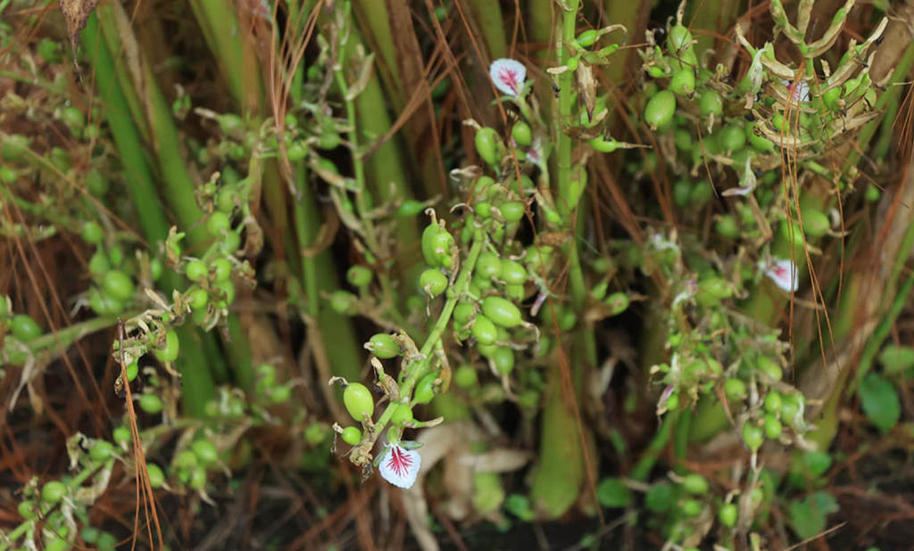 Así es la planta y la flor del cardamomo. Guatemala es el primer productor mundial de cardamomo orgánico. (Fotografía Ministerio de Agricultura) – SoyMigrante.com REVISTA Así es la planta y la flor del cardamomo. Guatemala es el primer productor mundial de cardamomo orgánico. (Fotografía Ministerio de Agricultura) – SoyMigrante.com REVISTA