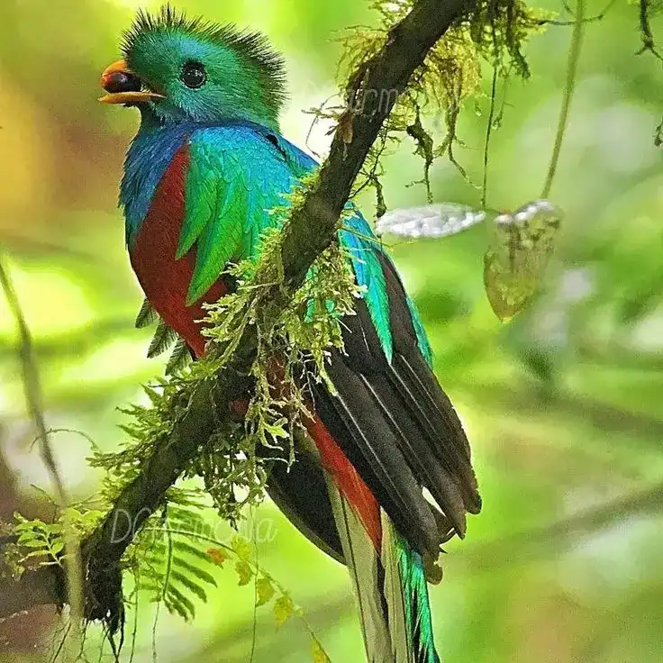 Cantante canadiense Justin Bieber lanza pantuflas inspiradas en el quetzal guatemalteco