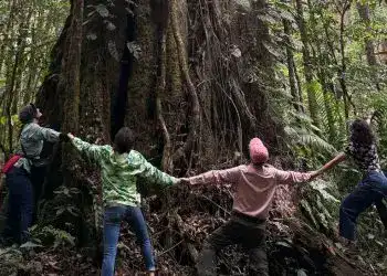 Árbol gigante en la selva con personas explorando y conectándose con la naturaleza.