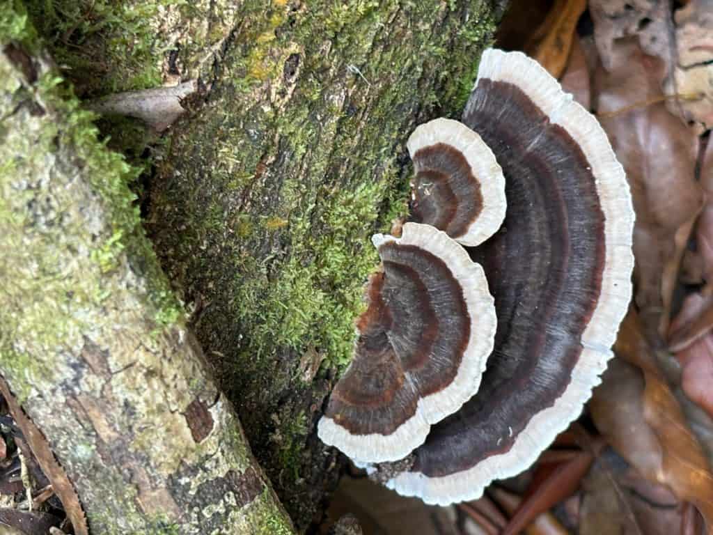 Setas de hongos en madera húmeda, en un entorno natural, resaltando la biodiversidad y el respeto por el medio ambiente.