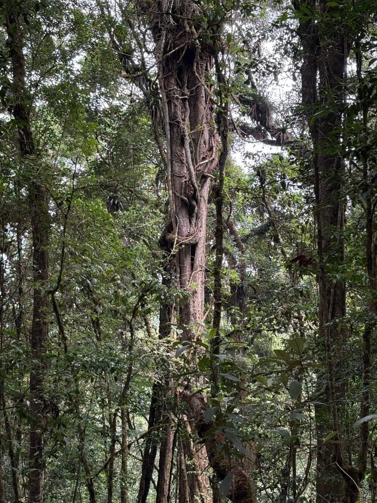 Raíces y tronco de un árbol en un bosque tropical, rodeado de vegetación densa y hojas verdes, típico de selvas y ecosistemas forestales en zonas de alta biodiversidad.