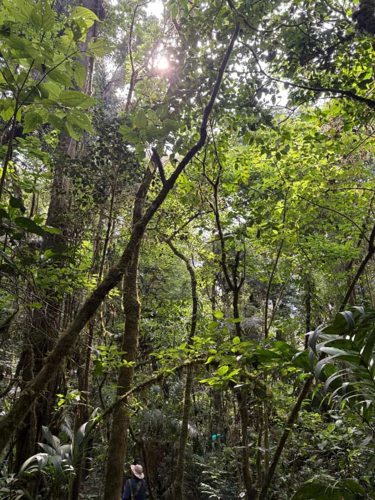 Bosque tropical exuberante en la selva, con vegetación densa y luz solar filtrándose a través de las hojas, ideal para explorar la biodiversidad y conservación en América Latina.