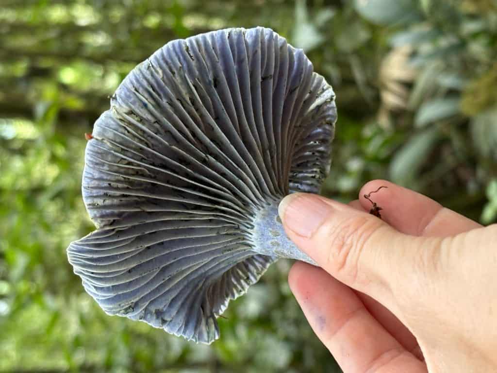 Seta de hongos comestibles en la naturaleza para recetas saludables y naturales en agricultura orgánica.