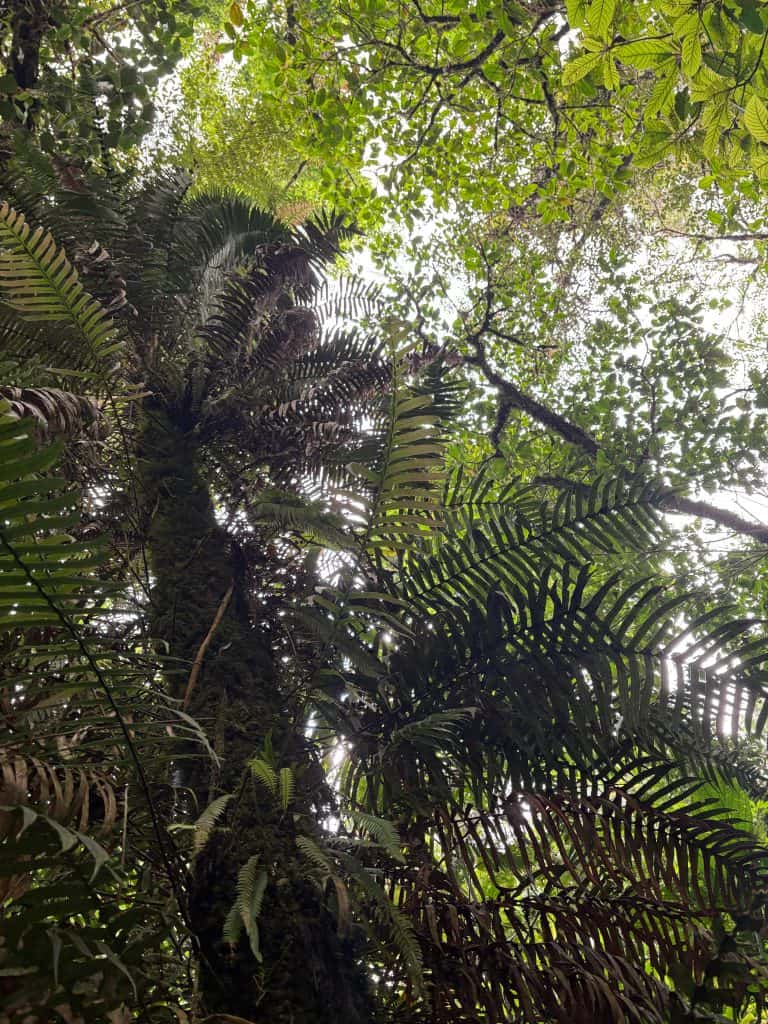 Una vista de la copa de un bosque lluvioso, mostrando hojas verdes densas y frondosas, resaltando la biodiversidad y belleza natural, ideal para contenido sobre naturaleza y medio ambiente.