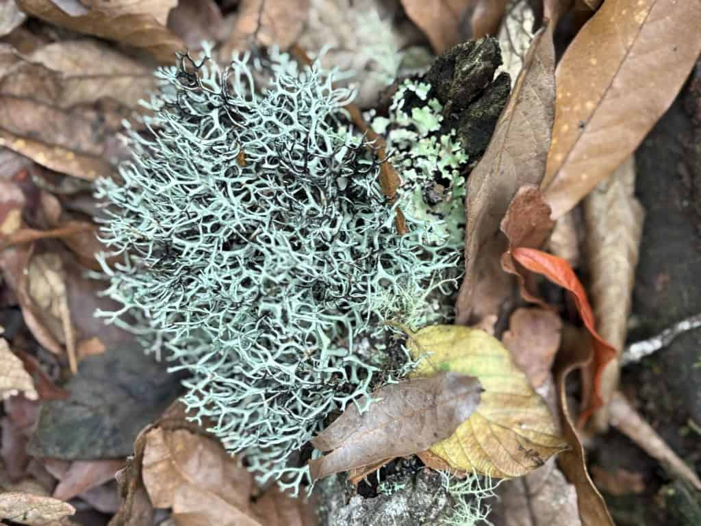 Set lichens on forest floor, close-up, natural environment, biodiversity, eco-systems, moss, fungi, damp soil, autumn leaves, growth on wood, organic life, conservation, nature photography, environmental awareness.