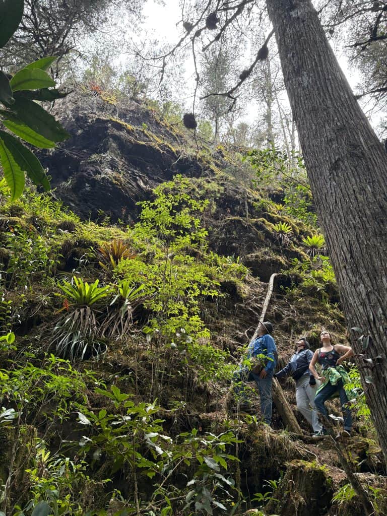 Senderismo en la naturaleza, explorando un bosque con vegetación exuberante y árboles altos, ideal para actividades de ecoturismo y turismo sostenible en la región. – SoyMigrante.com REVISTA