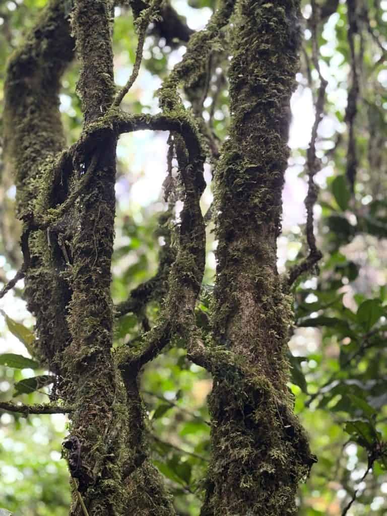 Ramas de árbol cubiertas de musgo en un bosque tropical, naturaleza y biodiversidad en ecosistemas forestales.