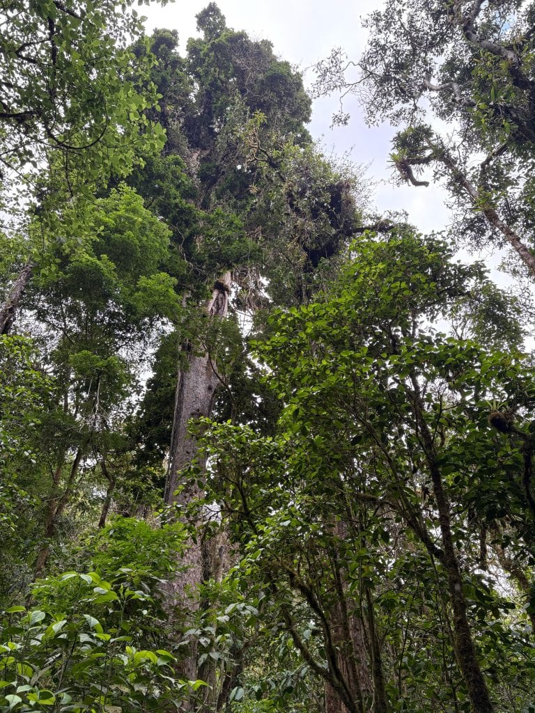 Árboles altos en la selva tropical, naturaleza exuberante, vegetación densa, ecosistema forestal, biodiversidad en selva húmeda, paisaje natural importante para la conservación ecológica.