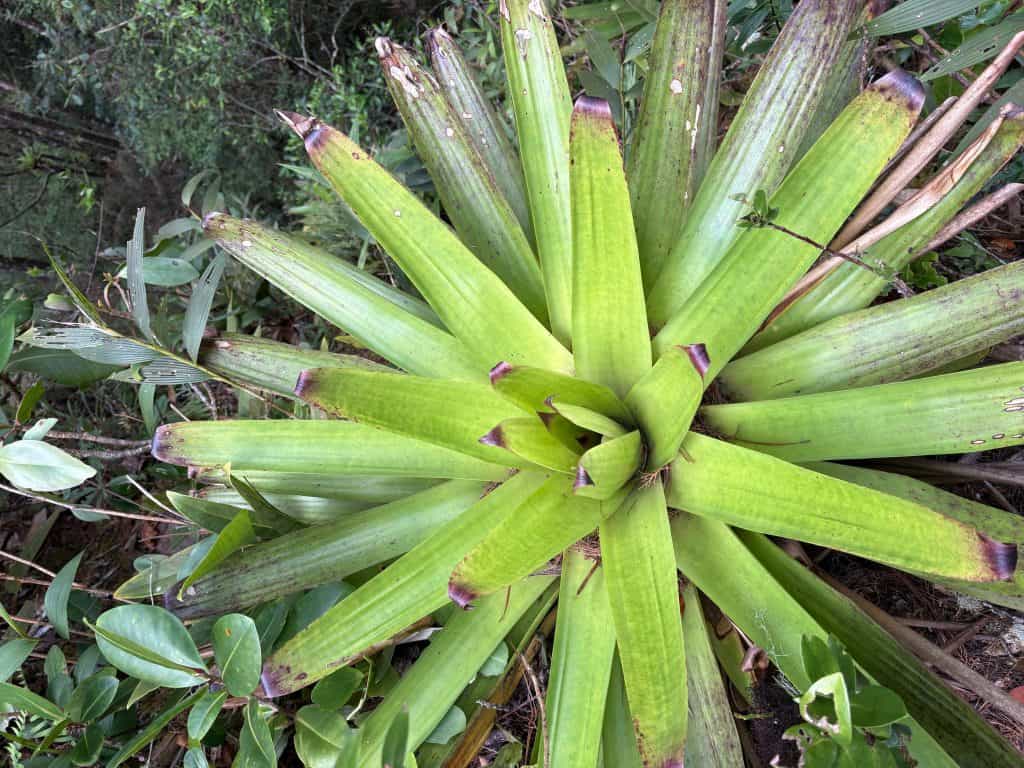 Especia de planta suculenta en la naturaleza, con hojas largas y verdes, en un entorno de selva tropical, resaltando la flora migrante y biodiversidad en la revista SoyMigrante.com REVISTA.