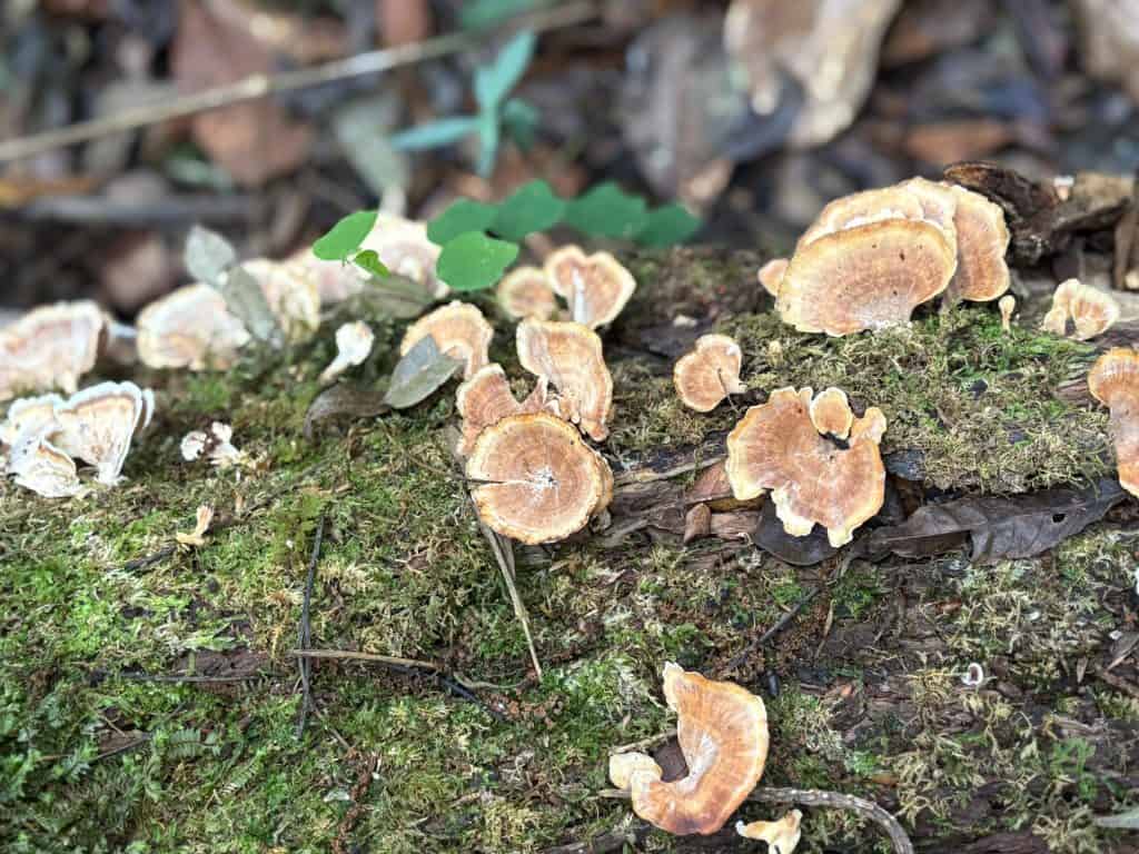 Hongos comestibles en un entorno natural, creciendo sobre un tronco cubierto de musgo y hojas muertas. Imagen relacionada con la naturaleza, la botánica y la conservación.