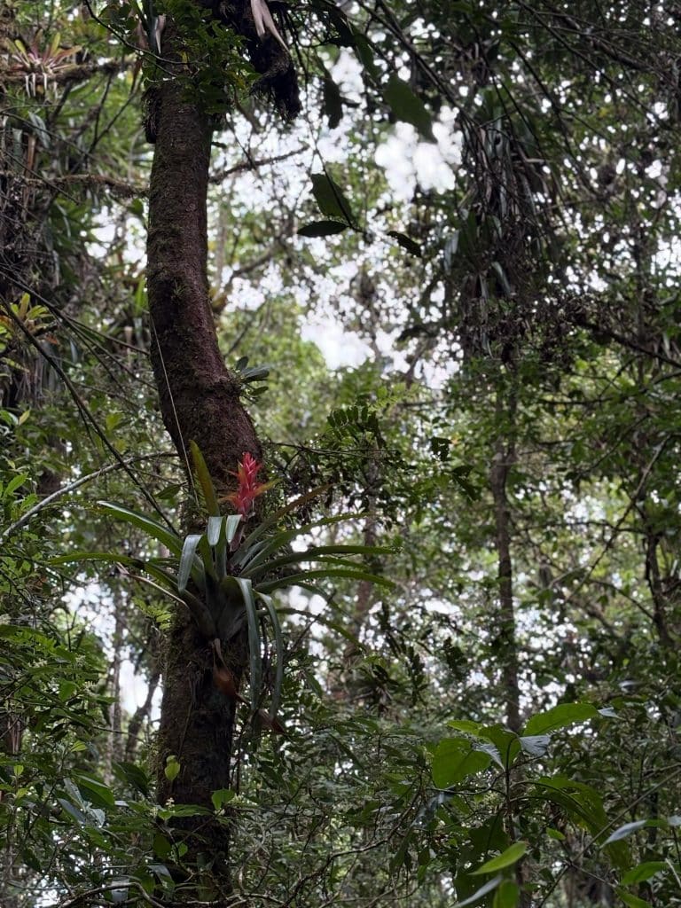 Lrea de epífita en un árbol de selva tropical, con hojas verdes y una flor rosa, mostrando biodiversidad y flora única del bosque.