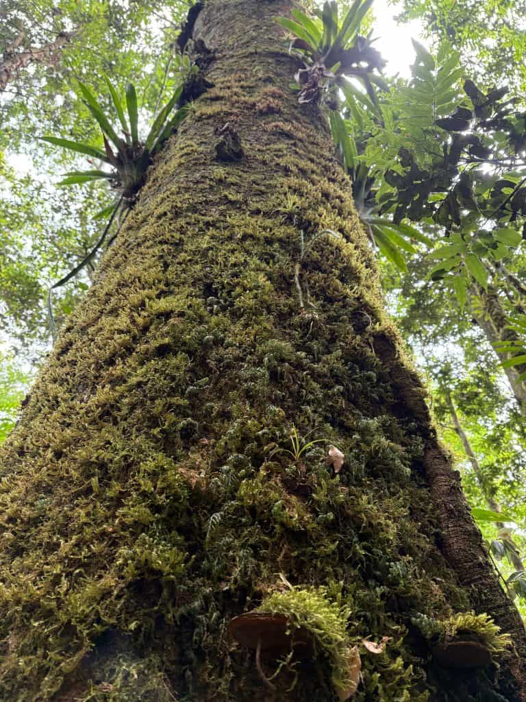 Mousse y plantas epífitas en la corteza de un árbol en la selva tropical, biodiversidad y conservación de ecosistemas forestales, naturaleza, flora, biodiversidad en selvas húmedas.