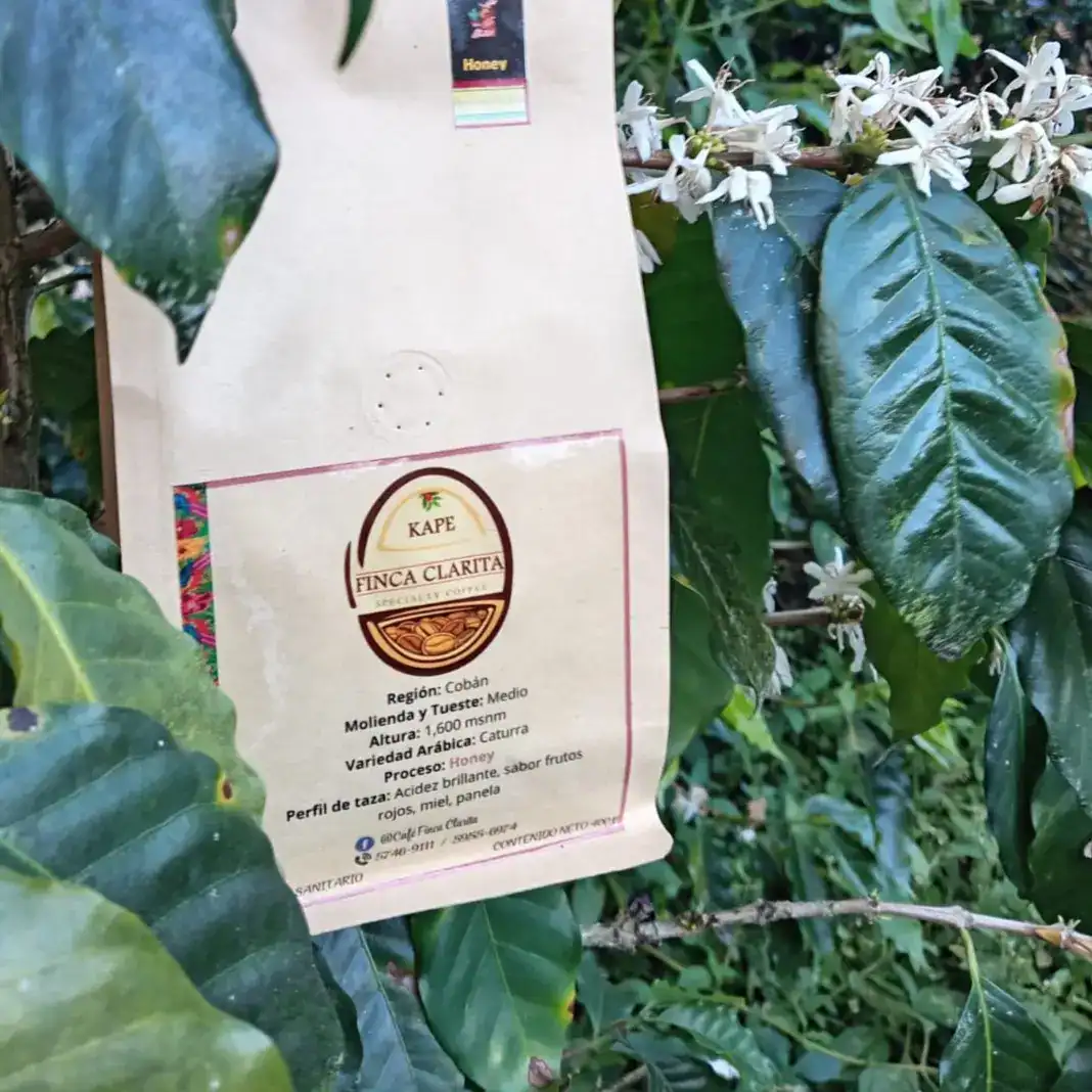 Finca Clarita sobre plantación de café en Cóbán, detalle de etiquetado con información de proceso, perfil de taza y variedad arábica, en un entorno natural con hojas verdes y flores blancas.