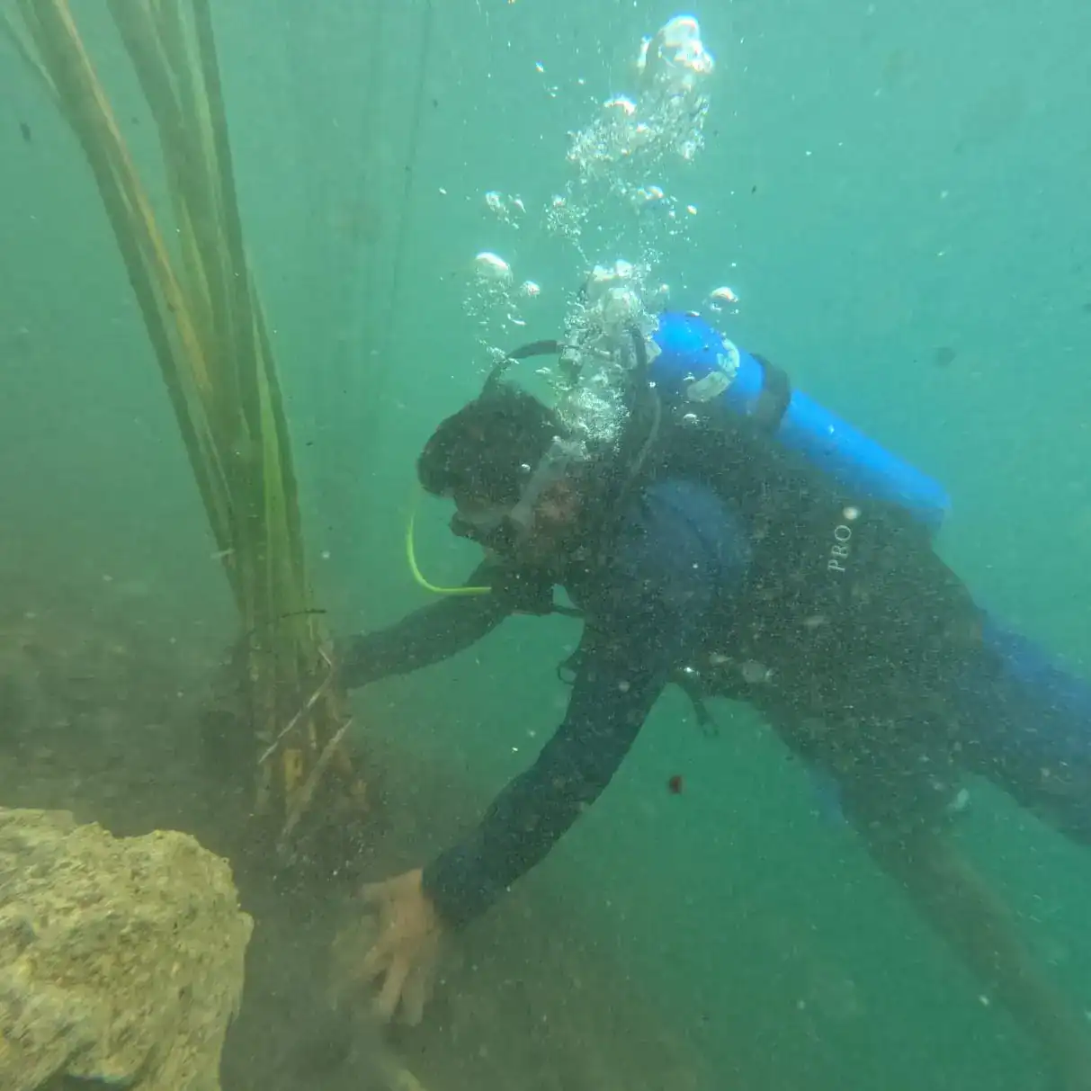 Semilla de Tul: un valioso recurso ambiental es rescatado en el Lago de Atitlán