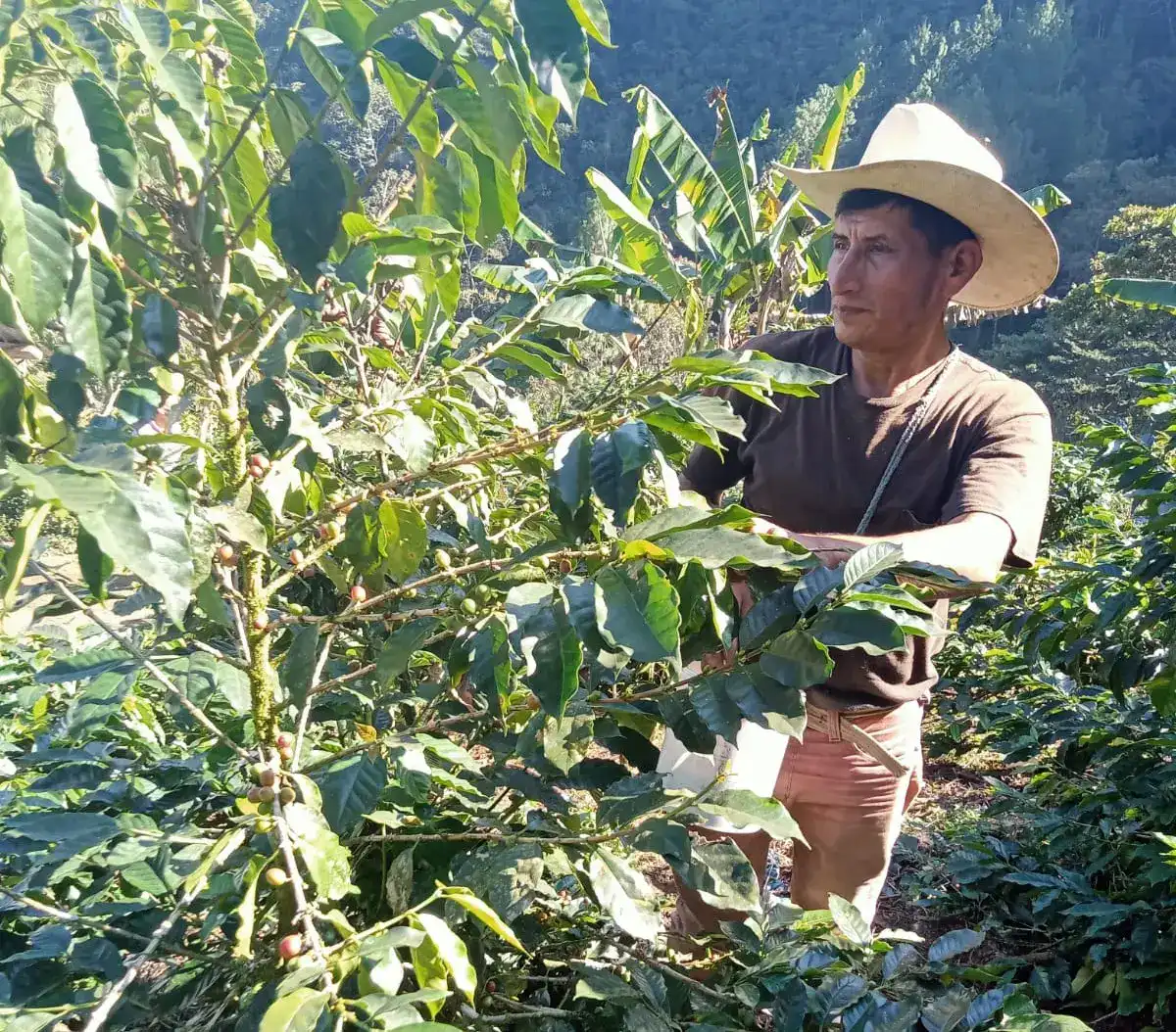 En el Día del Café puedes apoyar a  productores locales en MERCADO
