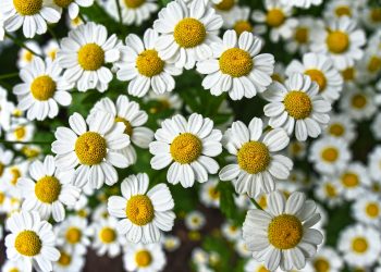 Plantas medicinales que alivian el dolor de estómago: una tradición natural
