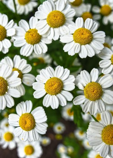 Flores de manzanilla con pétalos blancos y centros amarillos en un jardín, representando temas de plantas, naturaleza y salud para la revista SoyMigrante.com. – SoyMigrante.com REVISTA