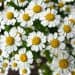 Flores de manzanilla con pétalos blancos y centros amarillos en un jardín, representando temas de plantas, naturaleza y salud para la revista SoyMigrante.com.