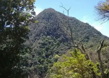 Montaña frondosa en un entorno natural, abundante vegetación y árboles, cielo azul, paisaje forestal en un área protegida, ideal para ecoturismo y conservación ambiental.