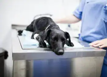 Perro enfermo en una clínica veterinaria, recibiendo atención médica, en un entorno de consulta veterinaria.