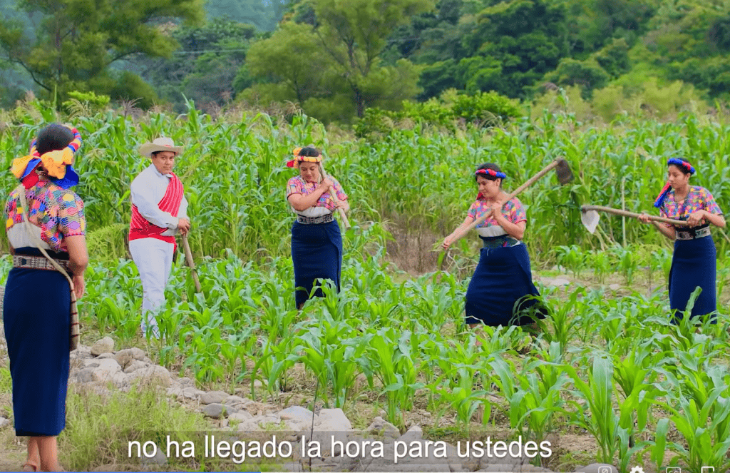 Jóvenes indígenas en un campo cultivando maíz, vestidos con ropa tradicional colorida, participando en actividades agrícolas en un entorno natural y rural, representando cultura y sostenibilidad indígena. – SoyMigrante.com REVISTA