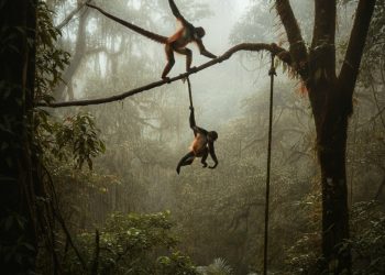 Unicornios en el bosque lluvioso, animales en un árbol con niebla, naturaleza salvaje, escenas de vida salvaje en selva, exploración y aventura en la naturaleza salvaje.