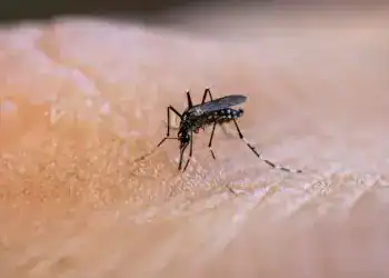 Mosquito transmitiendo enfermedades, insecto en primer plano sobre piel humana, foco en vector de enfermedades, prevención del dengue, zika y chikungunya, salud pública y control de plagas.