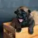 Mini pastor alemán cachorro en caja, adorable perro joven, resalta en imágenes de mascotas y animales tiernos para la revista SoyMigrante.com REVISTA.