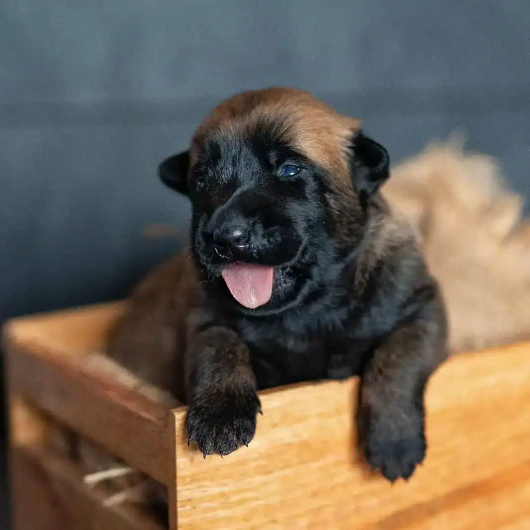 Cómo entrenar a un cachorro para que haga sus necesidades donde debe
