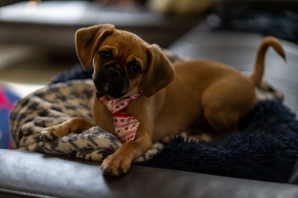 Un cachorro con amor puede entender donde hacer sus necesidades. (Foto: Envato)