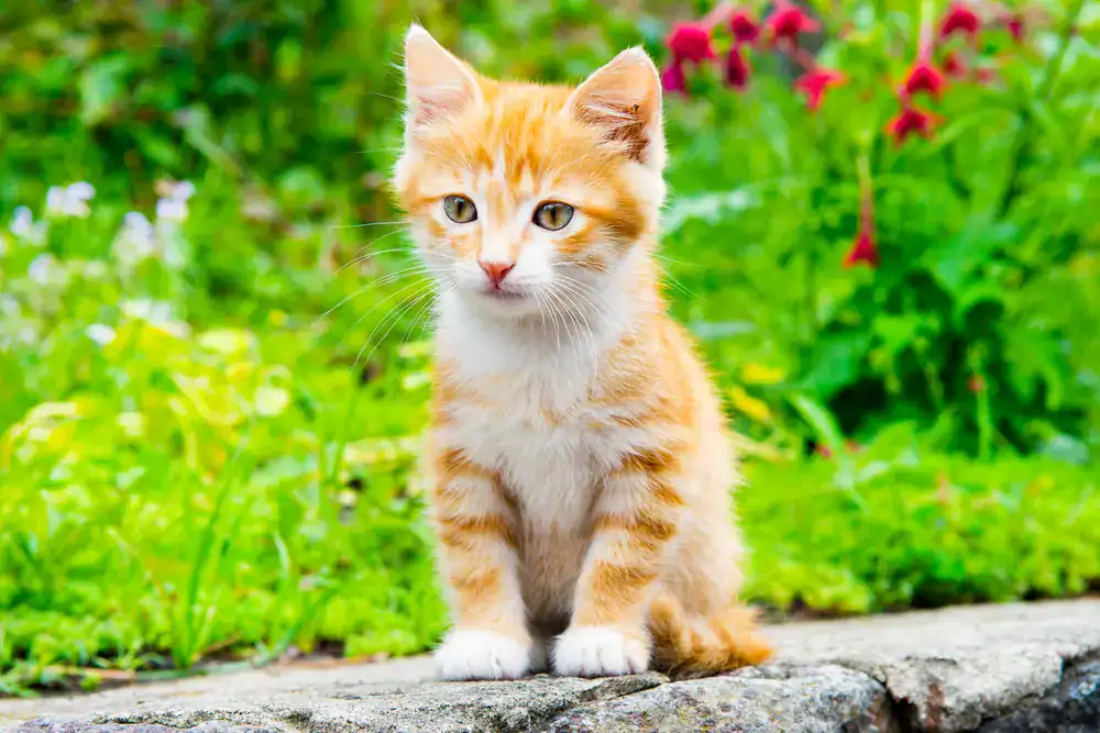 Gato bebé naranja en jardín con flores y césped verdes, adorable animal doméstico tranquilo en ambiente natural. – SoyMigrante.com REVISTA