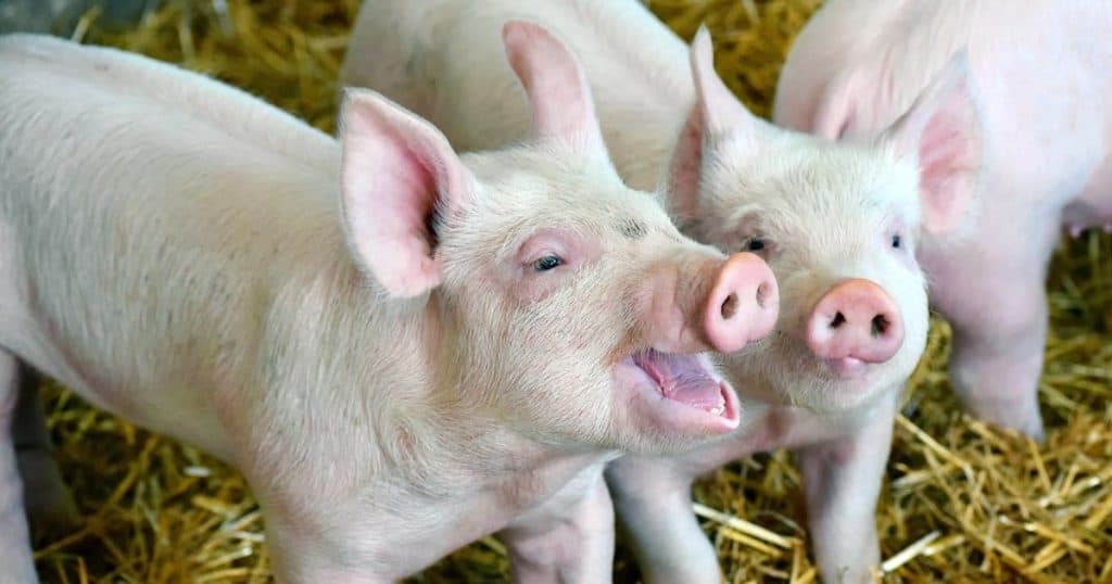 Cerdos bebés en granja, animales de granja en un corral con paja, cría de cerdos, oportunidad de negocio ganadero, cría de animales para carne y leche.