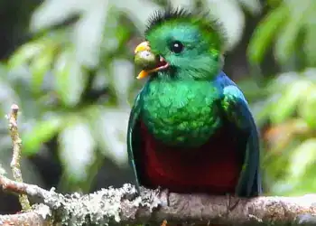 Colorido loro de la selva tropical con un pez en el pico, en medio de la naturaleza exuberante, representando biodiversidad y conservación de especies en América Latina.