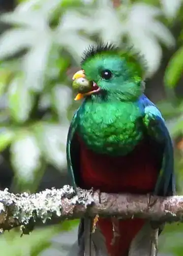 Colorido loro de la selva tropical con un pez en el pico, en medio de la naturaleza exuberante, representando biodiversidad y conservación de especies en América Latina.