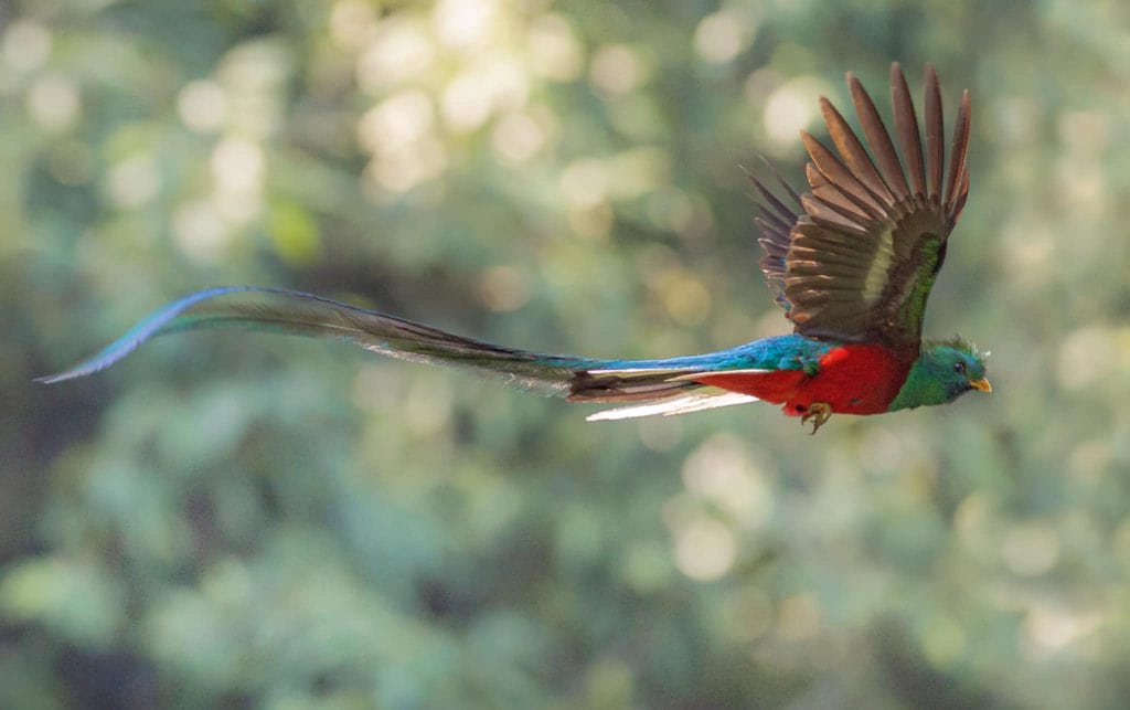 El Quetzal, ave nacional de Guatemala es símbolo de altos ideales y objetivos. (Fotografía Ottoniel Supertramp) – SoyMigrante.com REVISTA