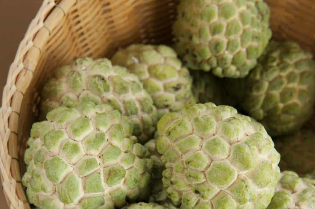 La anona contiene fibra dietética, lo que facilita el tránsito intestinal. (Foto: Envato) – SoyMigrante.com REVISTA La anona contiene fibra dietética, lo que facilita el tránsito intestinal. (Foto: Envato) – SoyMigrante.com REVISTA