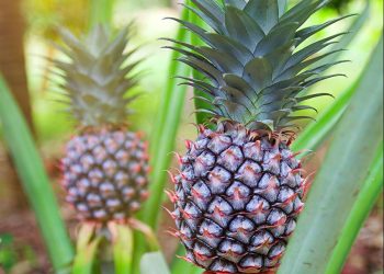 Los superpoderes de la piña: una fruta tropical que fortalece
