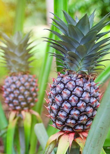 Los superpoderes de la piña: una fruta tropical que fortalece