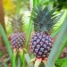Los superpoderes de la piña: una fruta tropical que fortalece