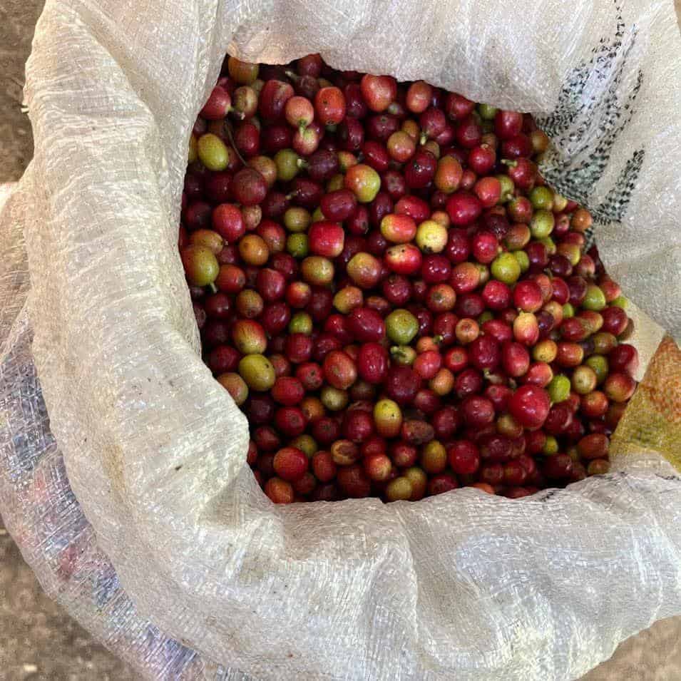 Disfrutar de un grano de café cultivado a mas de 1700 metros de altura, en la sierra de los Cuchumatanes es posible a través de Café Marbel, disponible en SoyMigrante.com MERCADO. Fotografía de café en cereza recién recolectado y entregado a Manuel Martín para su beneficiado y procesamiento. – SoyMigrante.com REVISTA