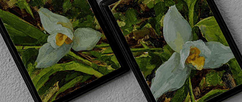 En los óleos de la Monja Blanca, Flor Nacional de Guatemala, el artista Johnny Castillo encontró un ancla, un puente, un símbolo de identidad para reconciliar su condición de artista migrante lejos de sus raíces pero con un trozo de corazón en su natal Casillas, Santa Rosa. (Pinturas de Johnny Castillo) – SoyMigrante.com REVISTA